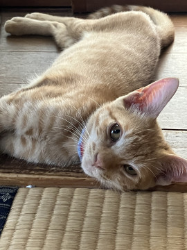 シャイだけど甘えん坊の茶トラの男の子