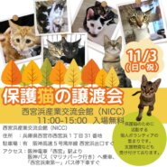 西宮保護ねこ かぎしっぽ譲渡会