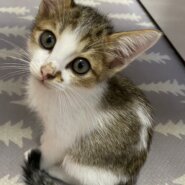 in春日井市☆子猫が沢山！保護猫をオウチに迎えよう☆2024年10月19日（土）～ 非営利団体「ちーむ にゃいんず」