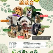 岐阜の保護犬譲渡会