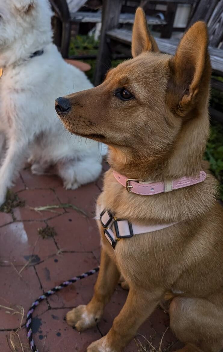 生後6ヶ月の野犬の子