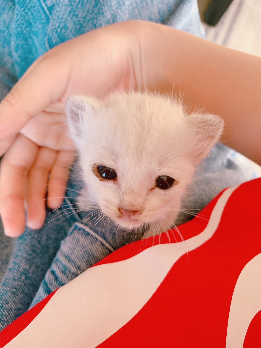 子猫（女の子）