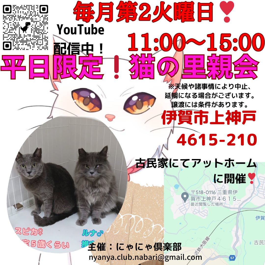 平日限定！猫の里親会in伊賀❣️