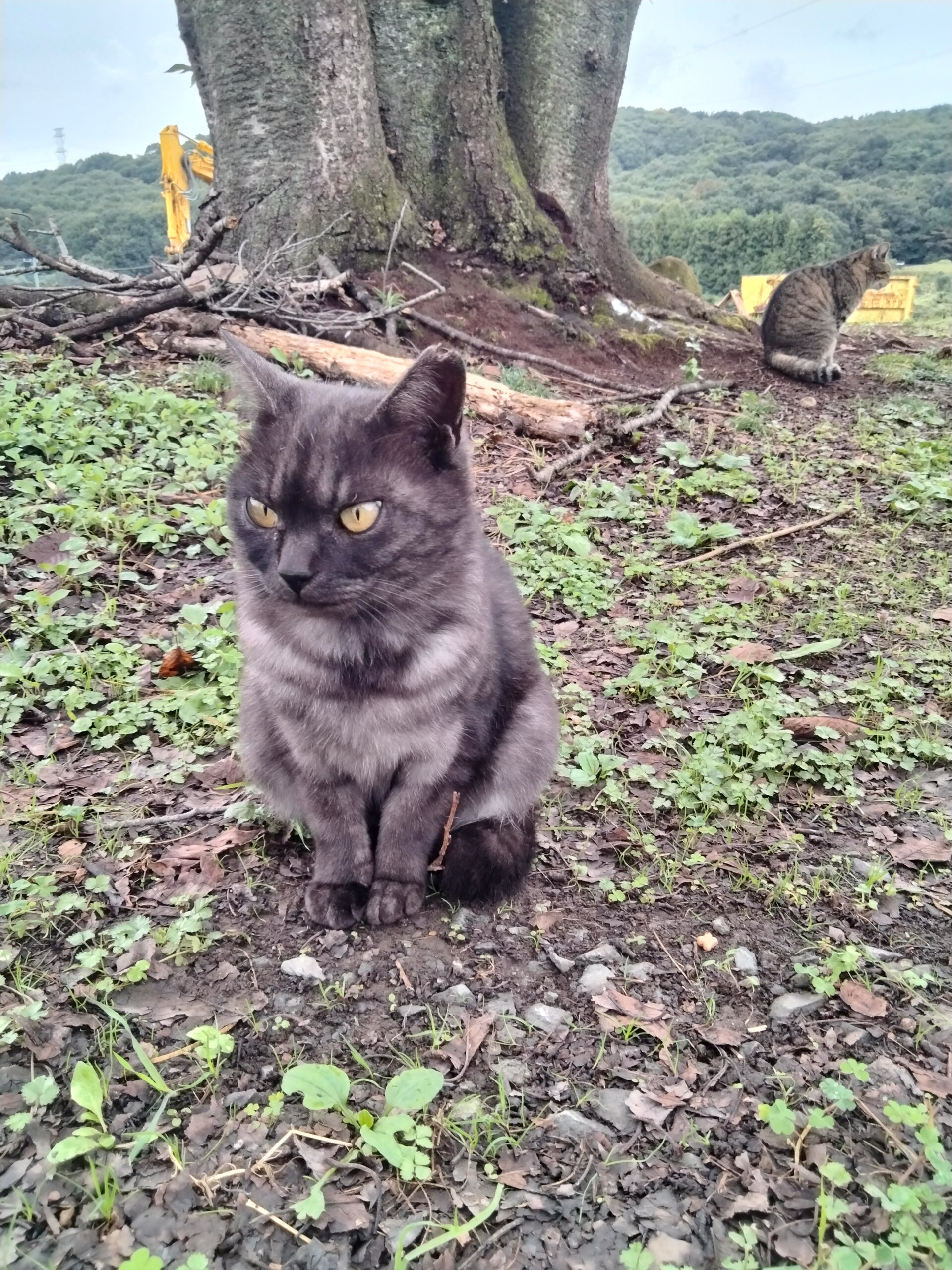 さくら猫の里親さん募集(*^^*)