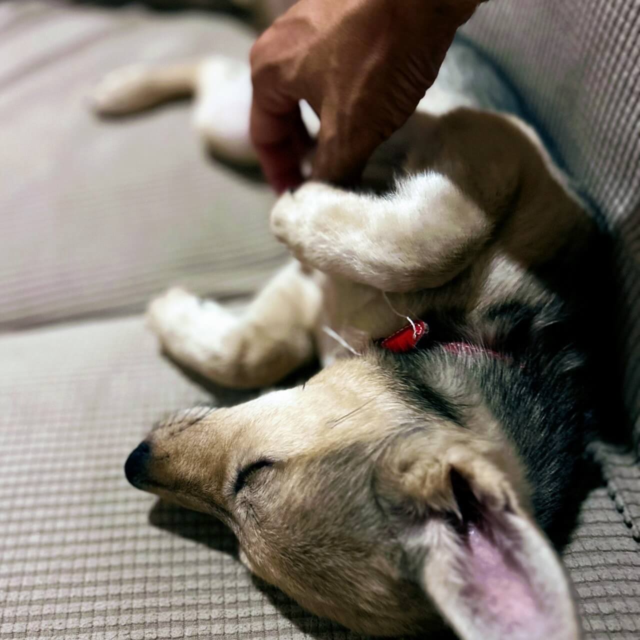 生後4ヶ月の野犬の子