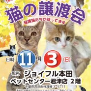 保護猫の譲渡会