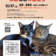 保護ねこの譲渡会