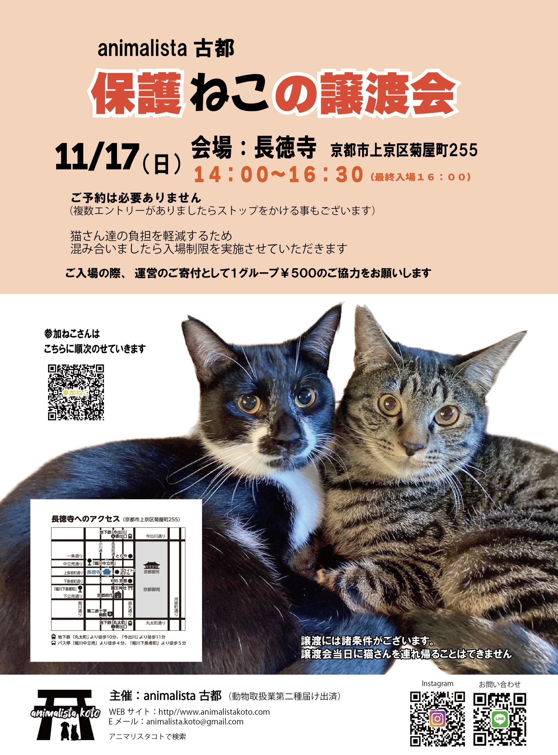 保護ねこの譲渡会