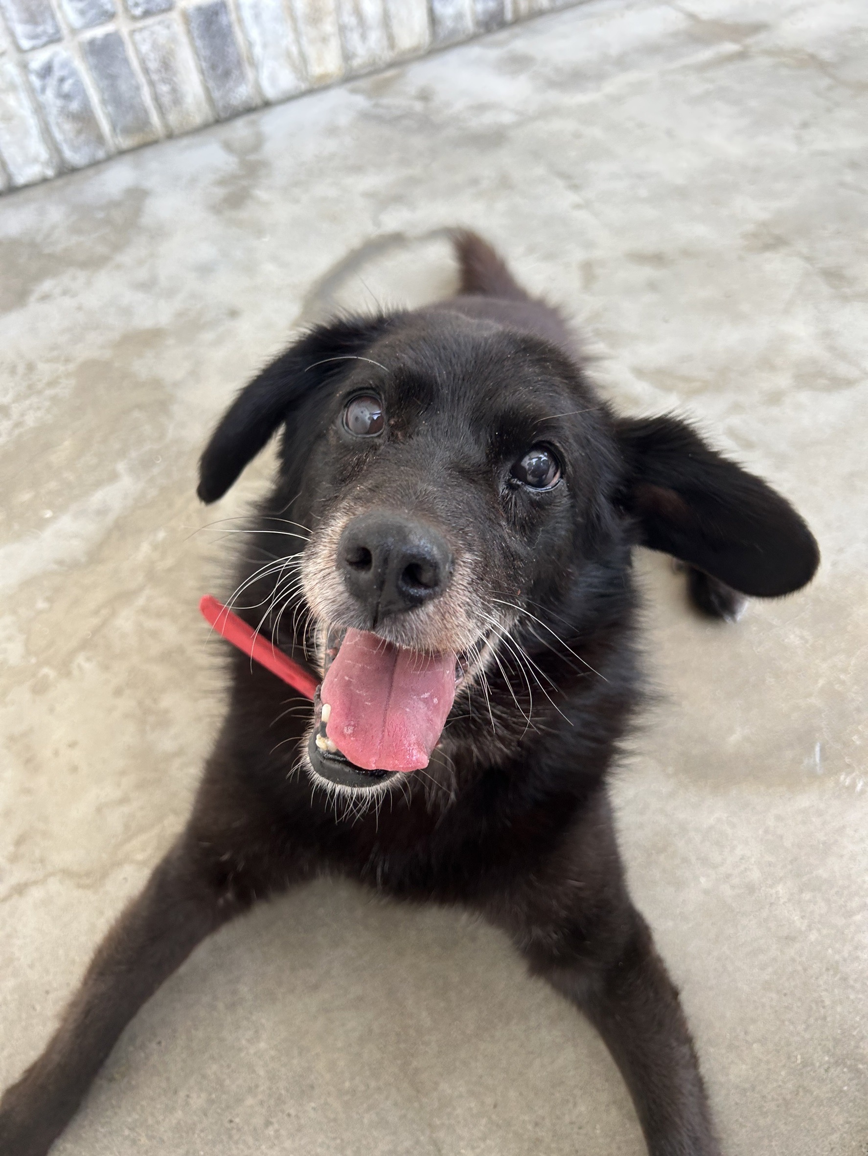 黒色のおじいちゃん中型犬