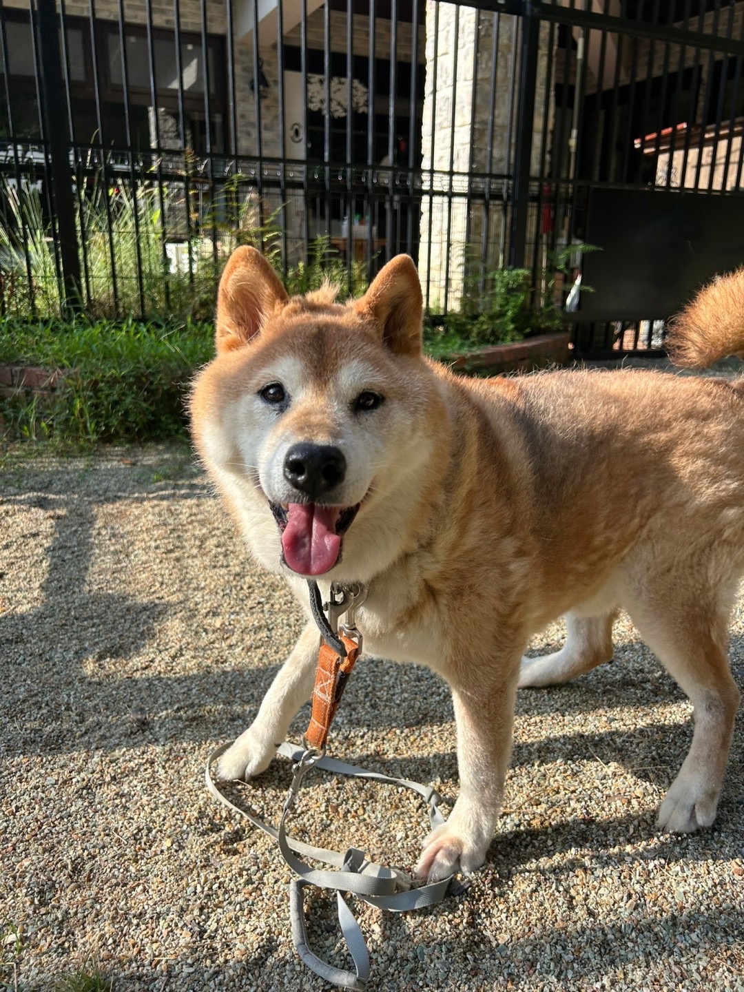 食べるの大好きな柴犬ゴロくん