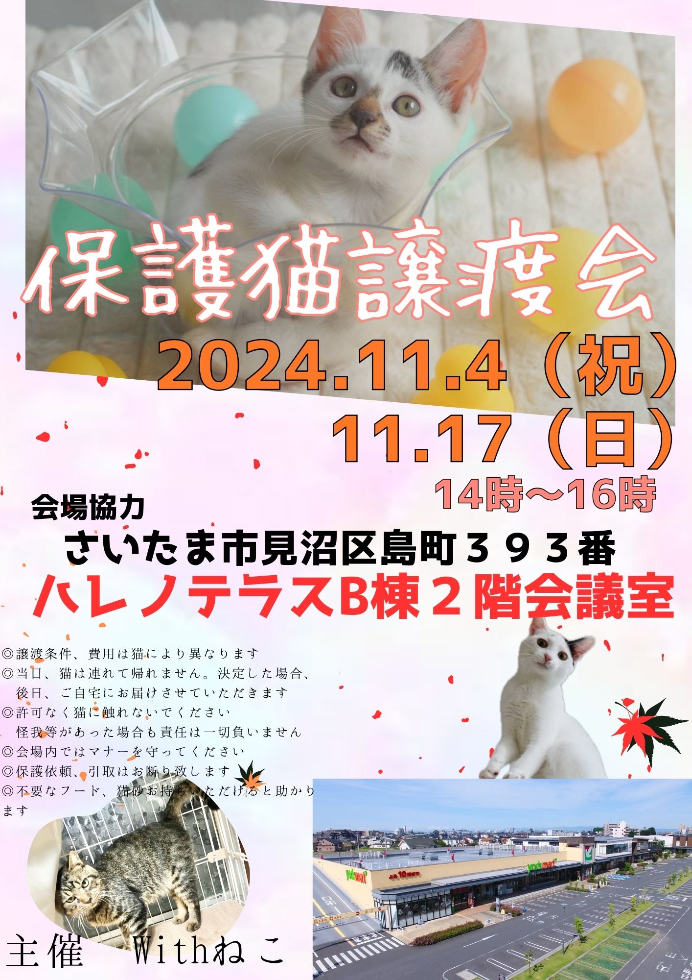 【さいたま市見沼区】11/4（祝）ハレノテラス保護猫譲渡会