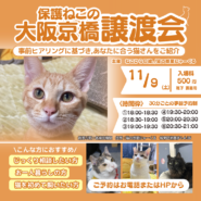 大阪京橋保護ねこの譲渡会