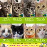 ★子猫25～30匹★みよし市★