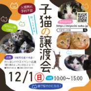 みよし市★子猫だらけ30匹くらい参加予定！