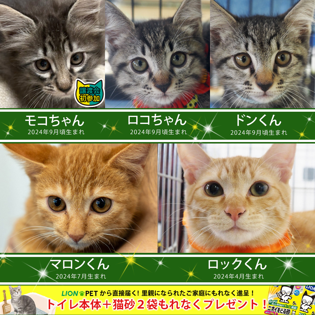 ★子猫多め27匹を予定★みよし市★