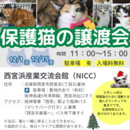 西宮保護ねこ かぎしっぽ主催譲渡会