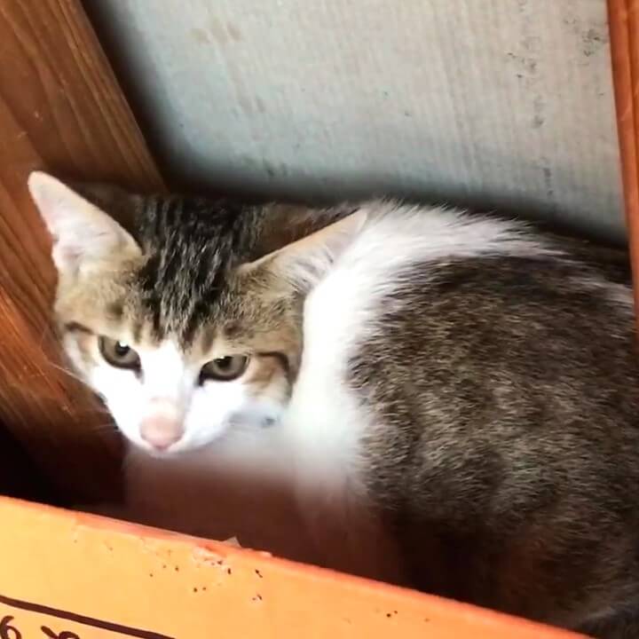 キュートな子猫キジシロちゃん