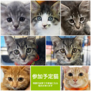 みよし市★子猫だらけ30匹くらい参加予定！