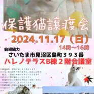 【さいたま市見沼区】11/17（日）ハレノテラス保護猫譲渡会