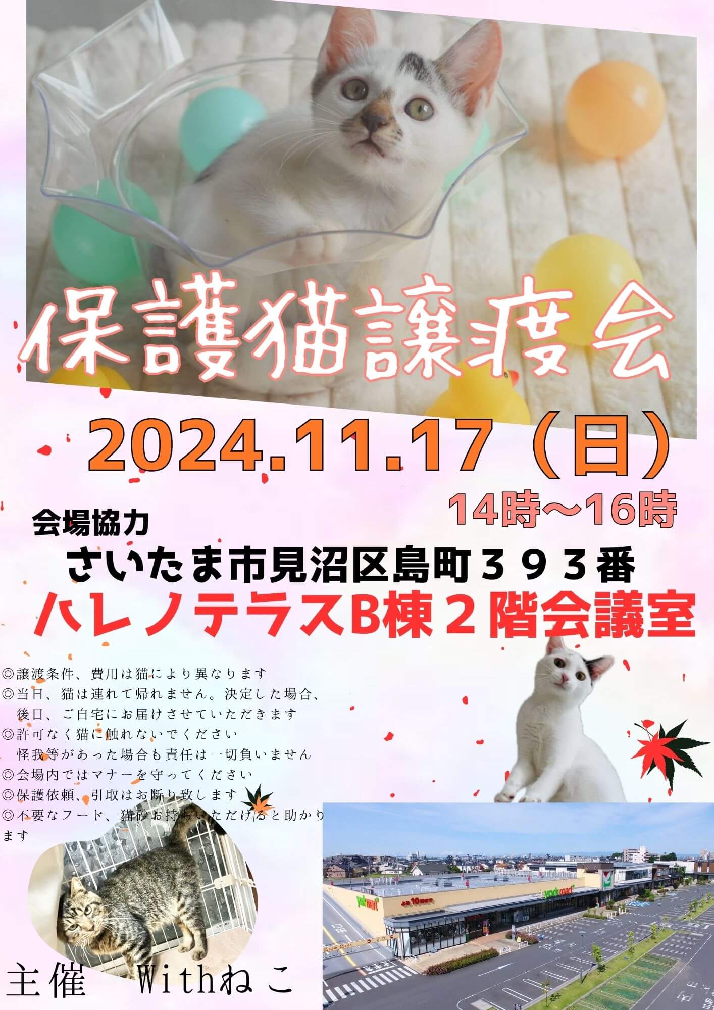 【さいたま市見沼区】11/17（日）ハレノテラス保護猫譲渡会