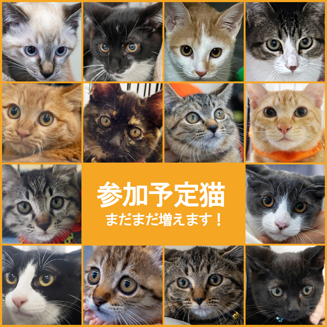 子猫中猫30匹くらい♪みよし市