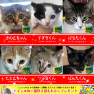 子猫の譲渡会34匹！愛知県みよし市！