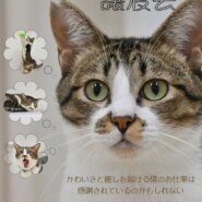 キャッツウェルケア ふれあえる譲渡会 in 大阪市