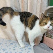 in岡崎市☆子猫たくさん！保護猫をオウチに迎えよう☆2024年12月21日(土)～ 非営利団体「ちーむ にゃいんず」