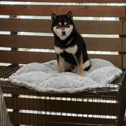 柴犬の新しい家族募集