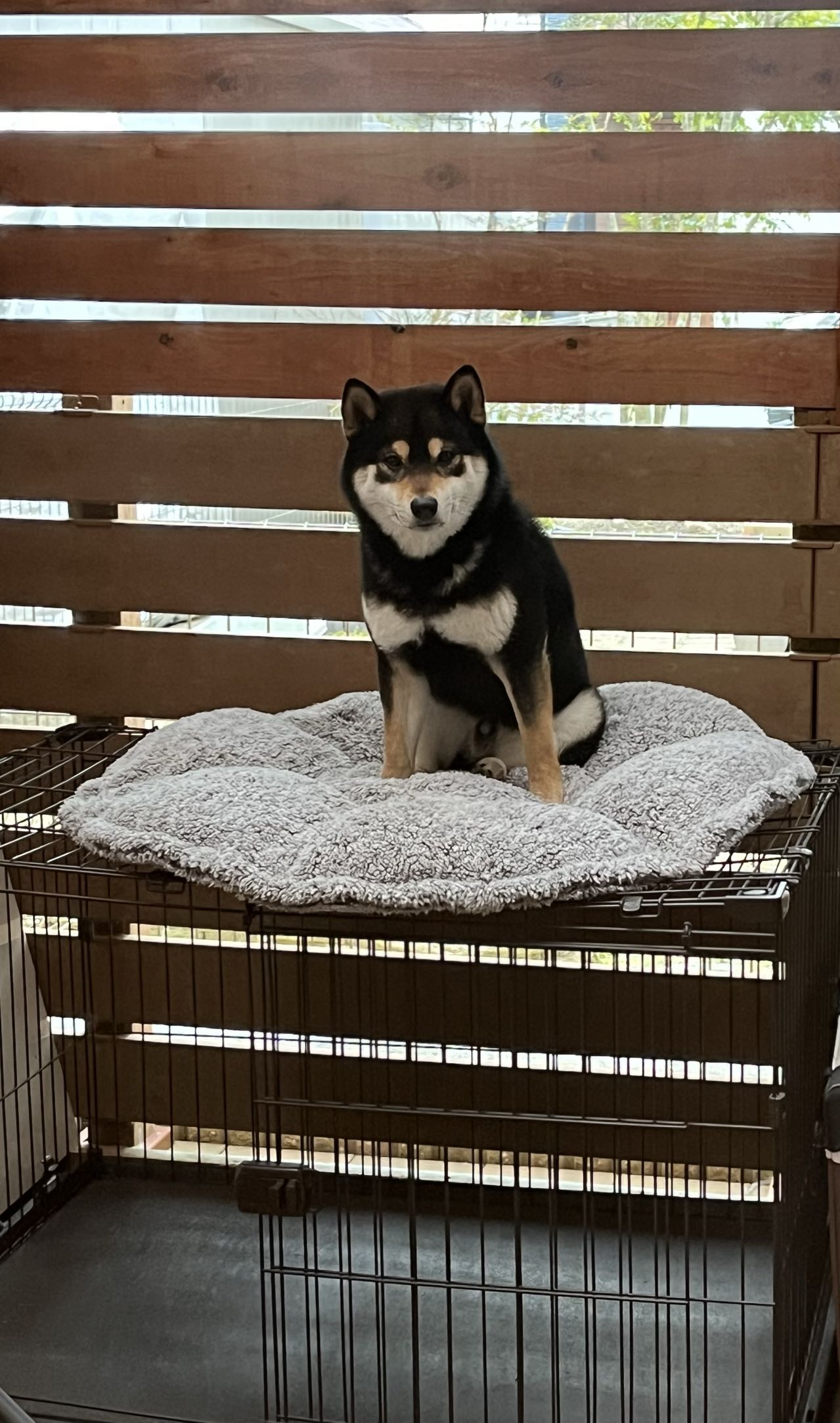 柴犬の新しい家族募集