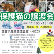 西宮保護ねこ かぎしっぽ主催譲渡会