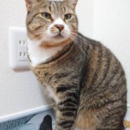 ★1月5日★大阪府堺市猫の里親会参加猫★チャル君 4歳〜の男の子