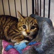 ★1月5日★大阪府堺市猫の里親会参加猫★おみそちゃん2ヶ月の女の子