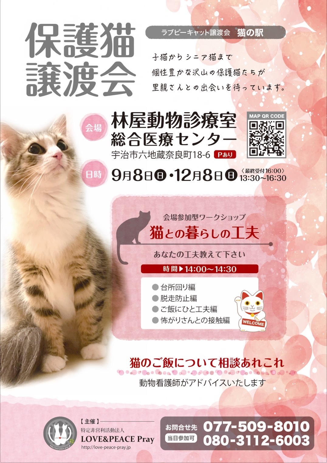 保護猫譲渡会　in 林屋動物診療室総合医療センター