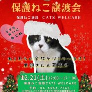 キャッツウェルケア ふれあえる譲渡会 in 大阪市