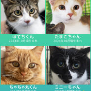 大中小の猫26匹決定★愛知県みよし市