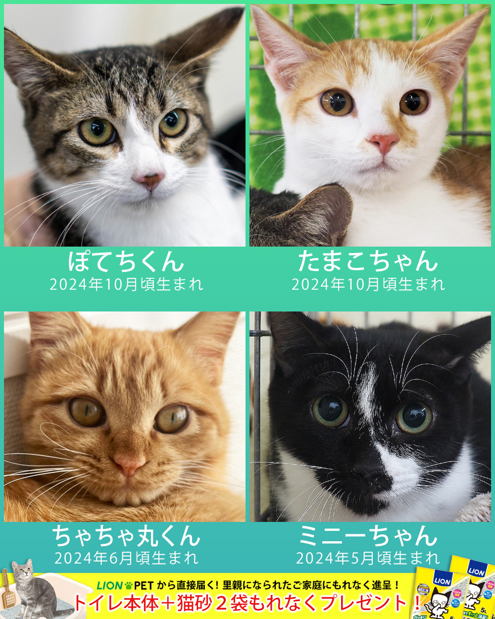 大中小の猫26匹決定★愛知県みよし市