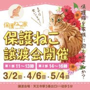 保護ねこの家譲渡会 in 天王寺