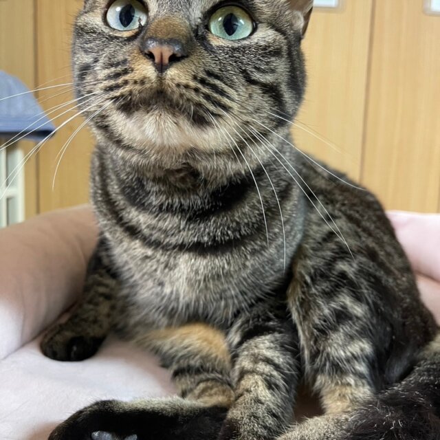 保護猫のお家で猫たちのお世話を一緒にしてくれる方大募集♡