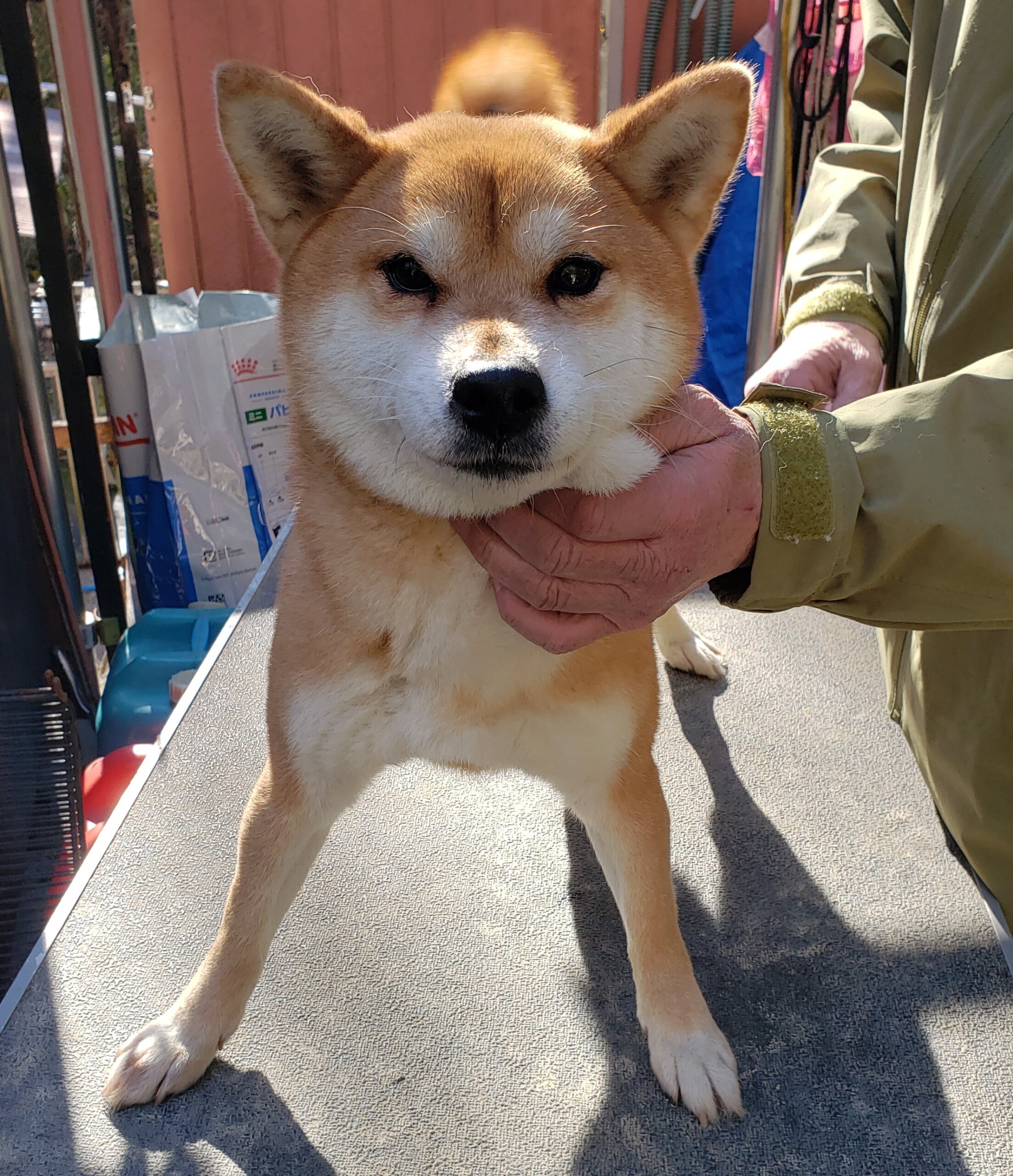 (柴犬)ふぅちゃん♀