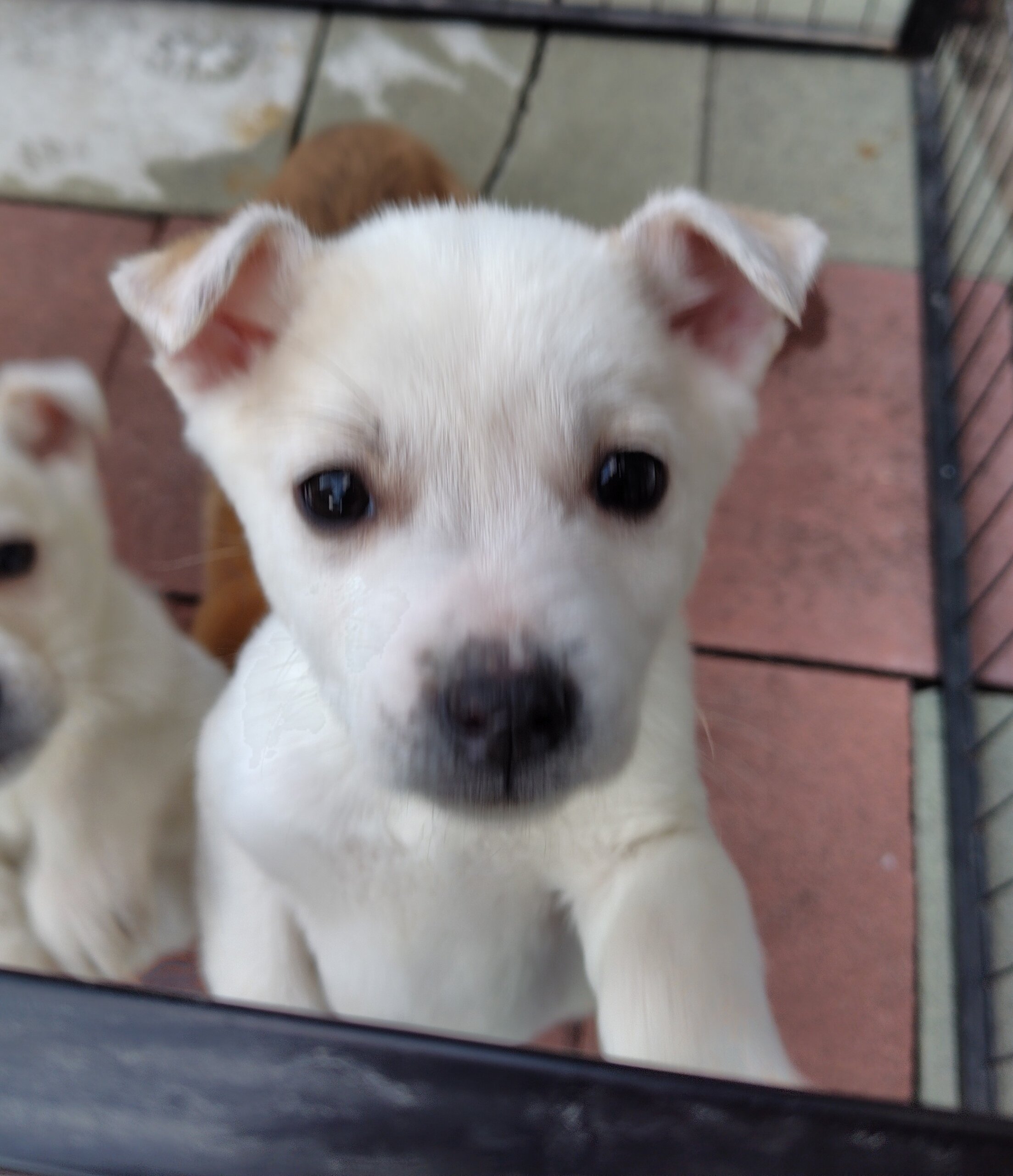 生後2カ月の子犬