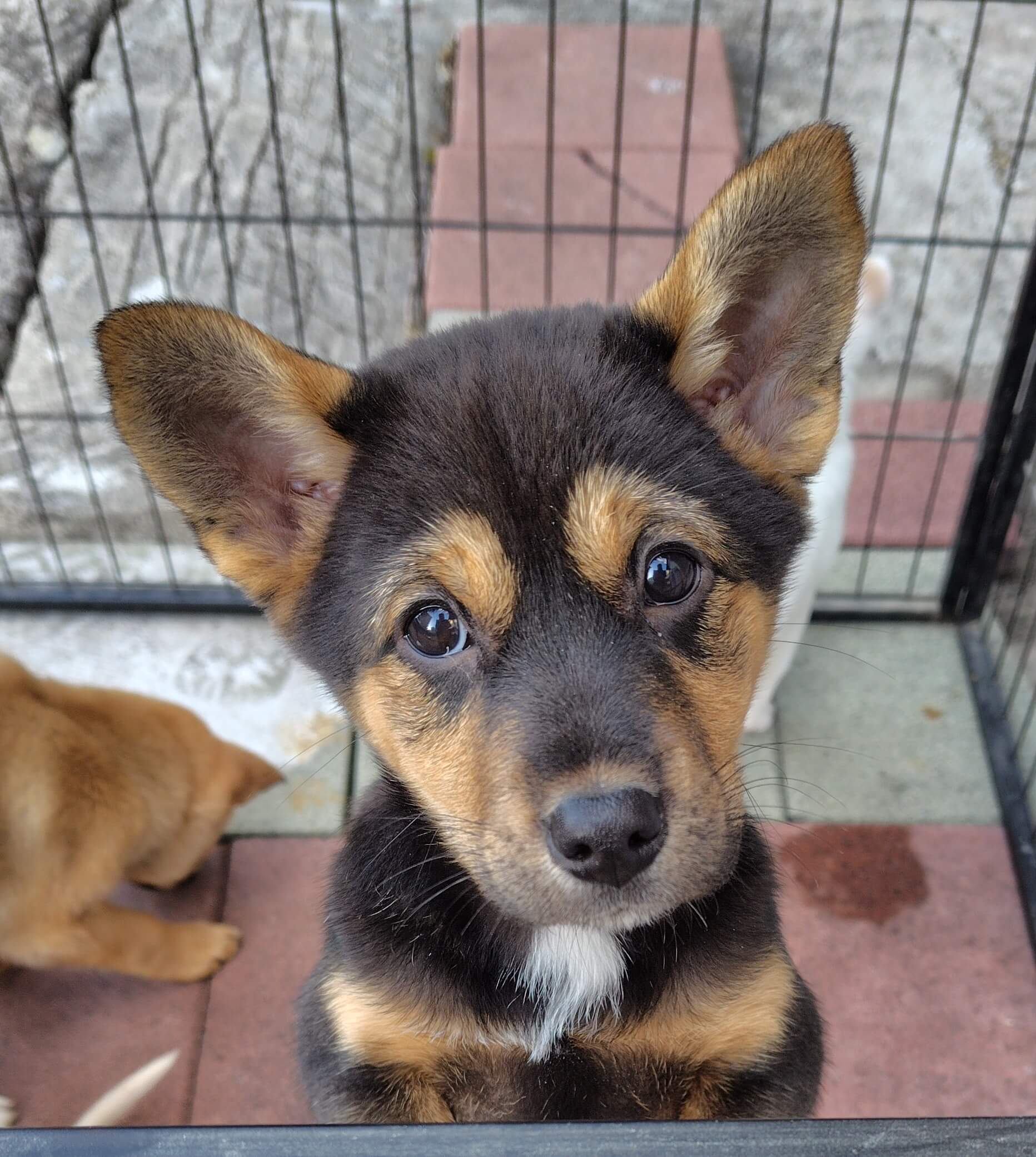 生後3カ月の子犬