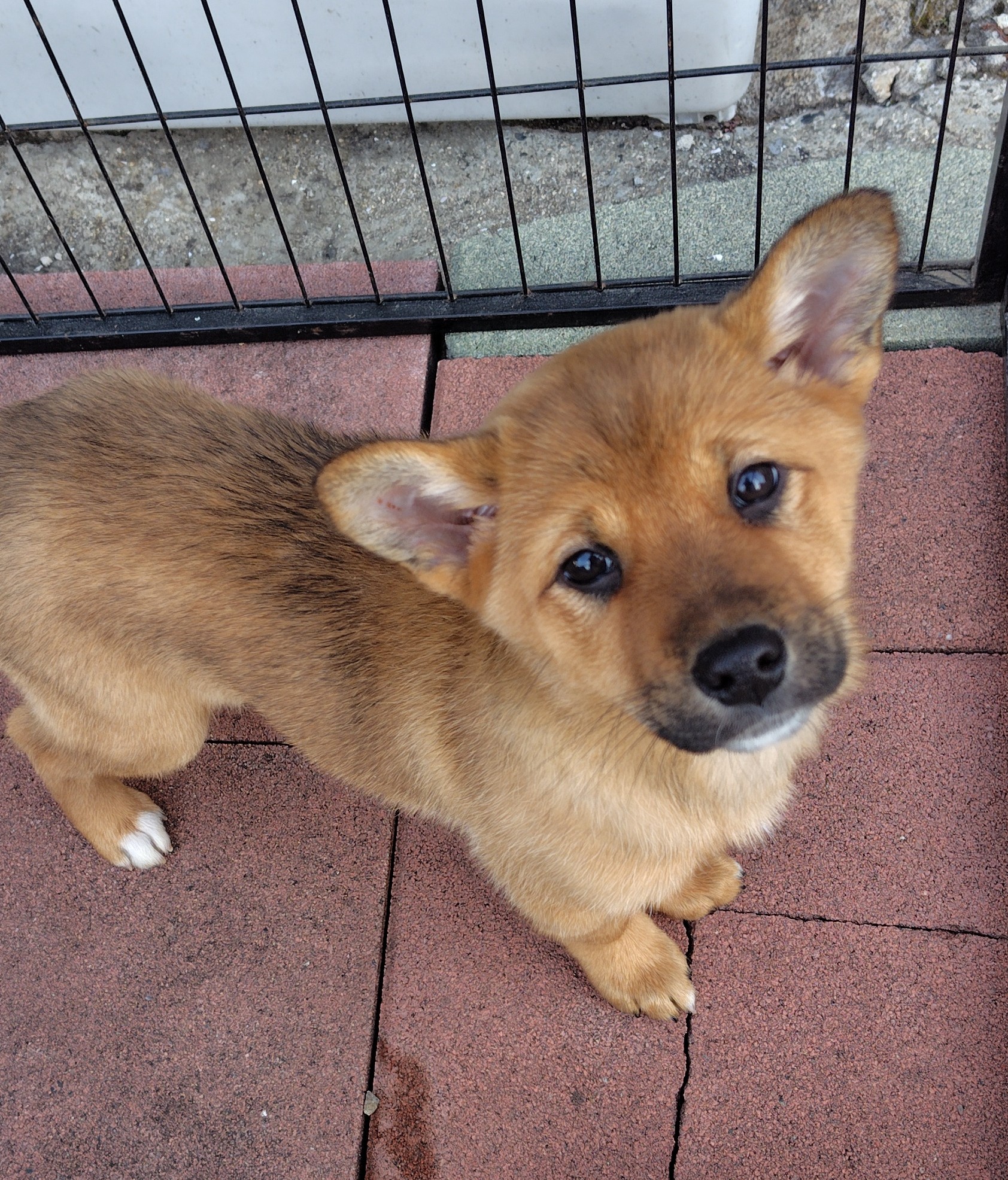 生後3カ月の子犬