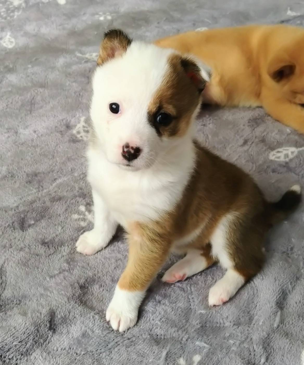 生後1ヶ月半とってもかわいい「ベティちゃん」