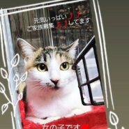 三毛のミーです（リンゴ猫)