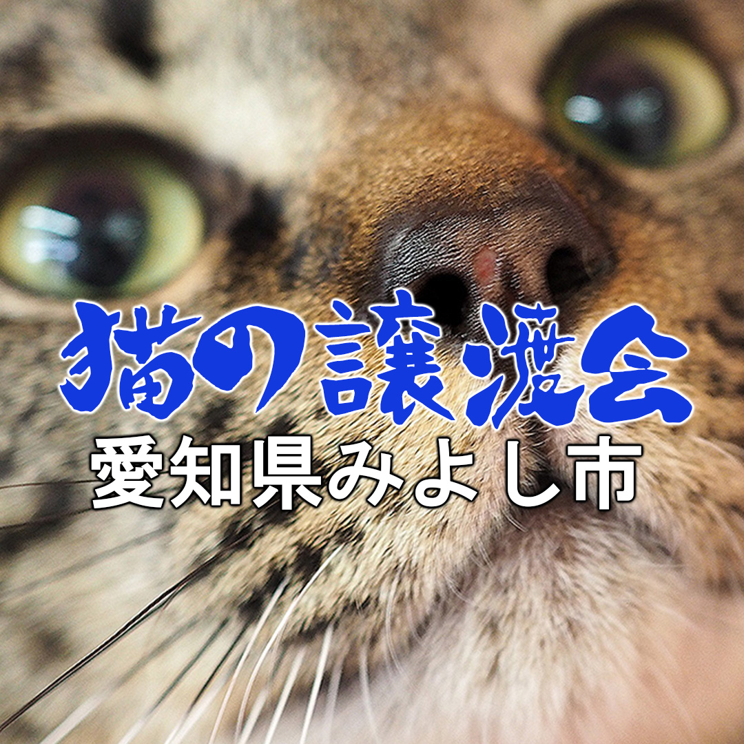 大中小の猫25匹以上★みよし市