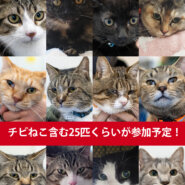 チビねこ含む25匹くらい★みよし市