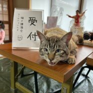 in日進市☆保護猫をオウチに迎えよう☆2025年2月23日（日）～ 非営利団体「ちーむ にゃいんず」