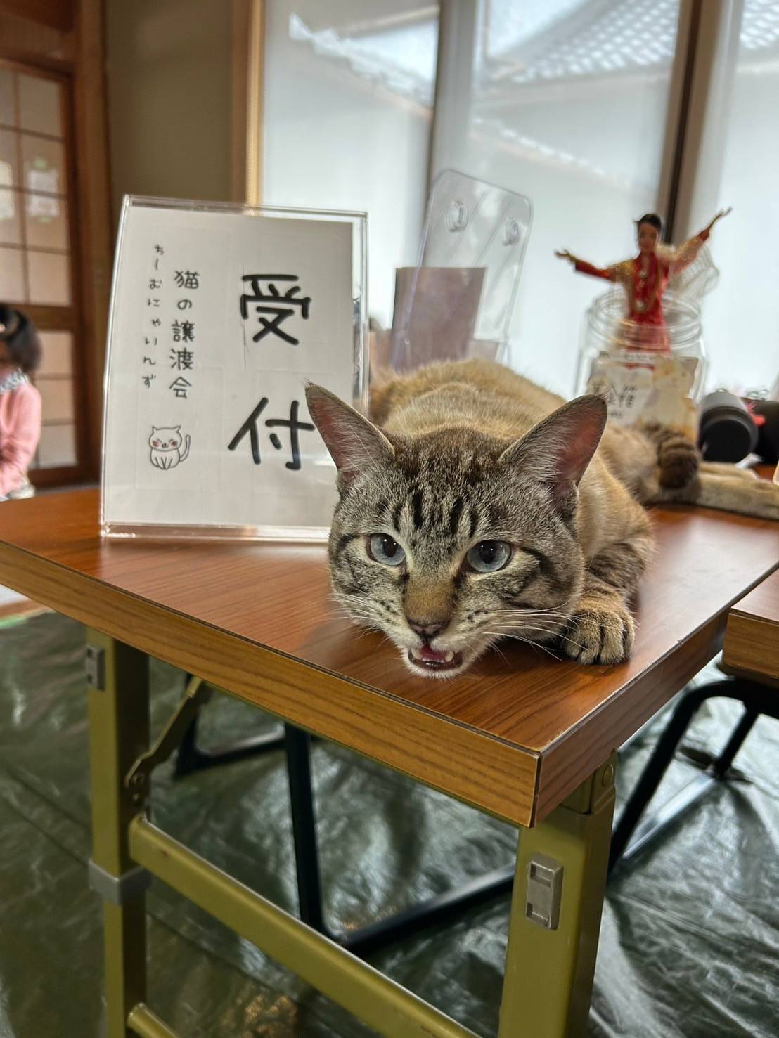 in日進市☆保護猫をオウチに迎えよう☆2025年2月23日（日）～ 非営利団体「ちーむ にゃいんず」