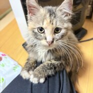 サビ柄 長毛の子猫ちゃん